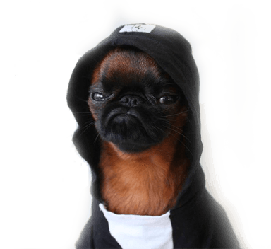 Small dog in a black hoodie